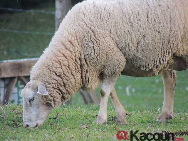 kurban bayrami kac gun kaldi ne zaman