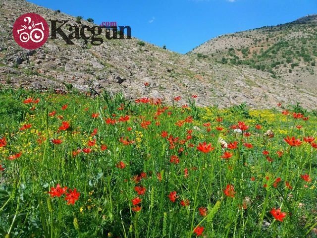 İlkbahar Mevsimine Kaç Gün Kaldı?