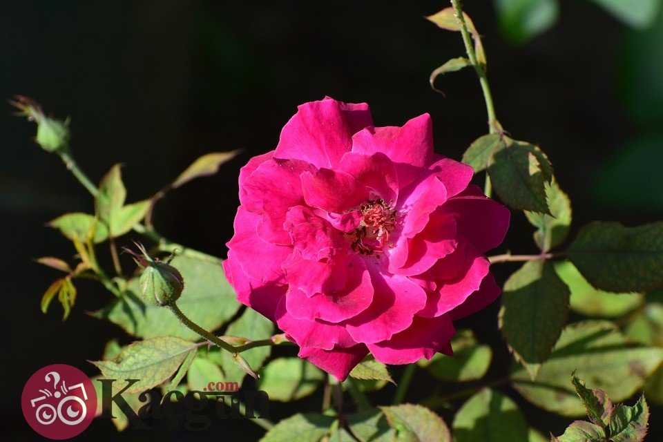 Peygamber Efendimizin Doğumunun Kaçıncı Yıl Dönümü?