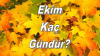 Ekim Ayı Kaç Çeker?