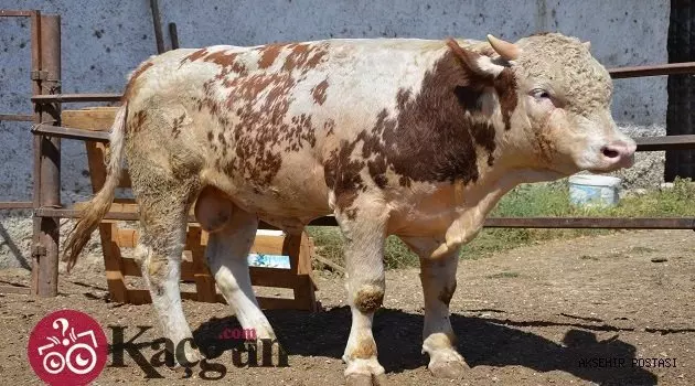 Kurban Bayramı Tatili Kaç Gün?