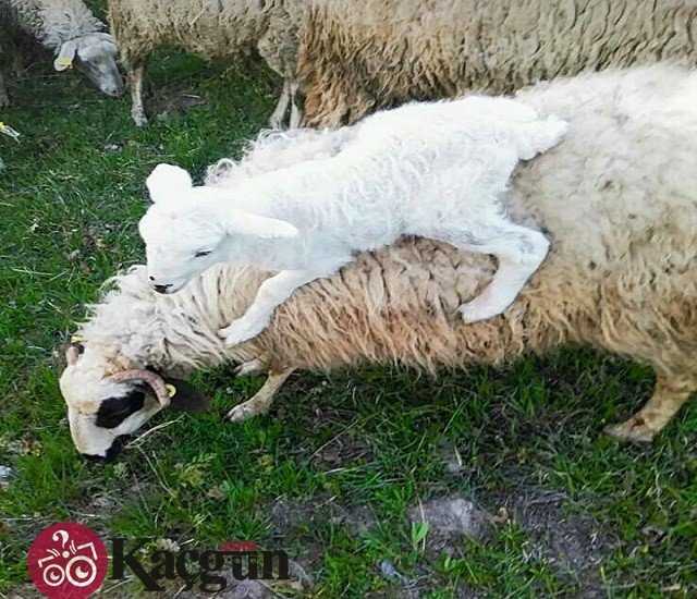 Kurban Bayramı Kaç Gün Sürer?