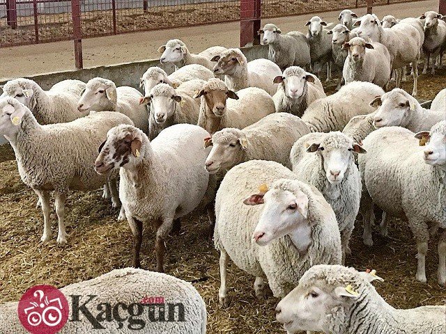 Kurban Bayramı Kaç Gün Sürer?