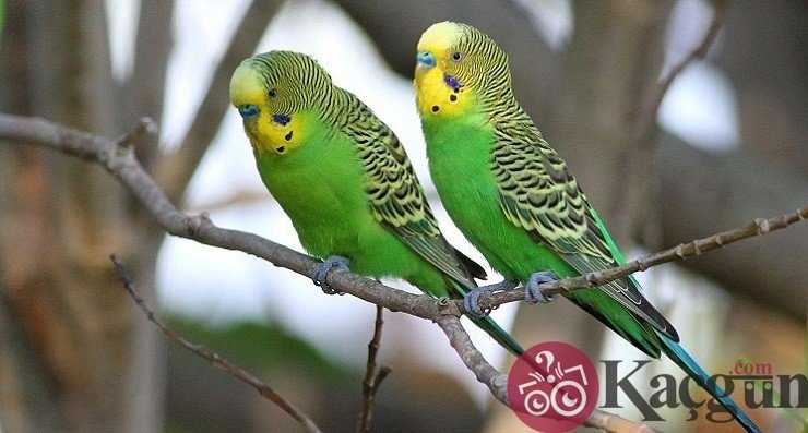 Muhabbet Kuşu Yumurtası Kaç Günde Çıkar?